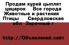 Продам курей цыплят,цицарок. - Все города Животные и растения » Птицы   . Свердловская обл.,Заречный г.